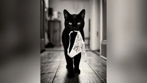 HarleyDean — my kitty