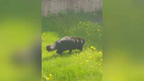 Fluffy black cat walking through a sunny green meadow filled with small yellow wildflowers.