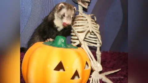 LunaMagistra — Halloween