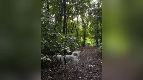 CarlynKernell stands in a leafy, green forest setting next to a small white dog wearing a black harness.
