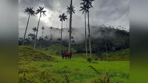 AnneGale — trip SALENTO COCORA