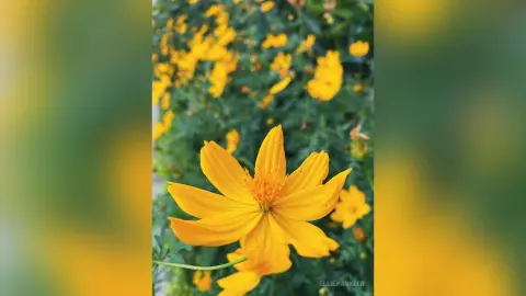 EllieParkeer — Pᥲrkᥱrs Stყᥣᥱ