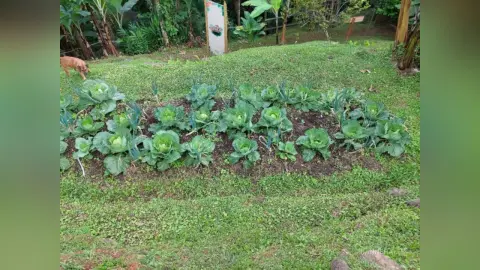 Lush green vegetable garden with rows of growing cabbage in a sunny backyard field.