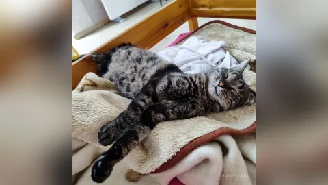 RadianceLana — My favorite Splyushka😸(My pussy)