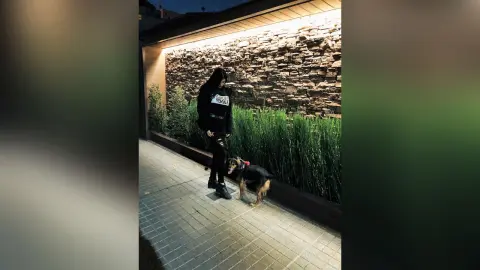HaleyLyon — Pets