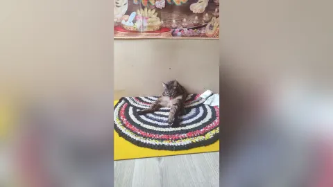 RadianceLana — My favorite Splyushka😸(My pussy)