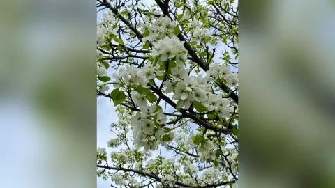 VeronaBrucker — Spring walk