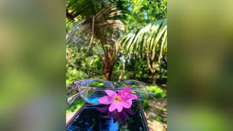 Pink tropical flower resting on a smartphone screen in a lush, sunny green garden setting.