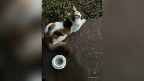 Calico cat relaxing on a wooden deck next to a cup of coffee in a peaceful garden setting.