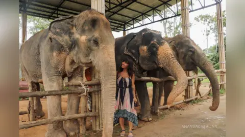 Woman in a patterned maxi dress standing next to large elephants in a sunny outdoor sanctuary.