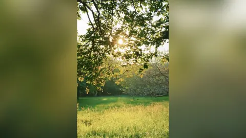 Sunlight filtering through lush green tree branches over a peaceful meadow at golden hour.