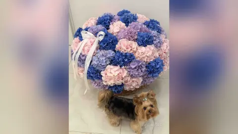 Small Yorkshire Terrier standing next to a large, colorful hydrangea floral arrangement in pink and blue tones.