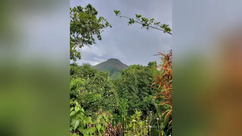 RossiNoleen's photo features a lush, green forest landscape under a cloudy, overcast sky with a distant mountain peak visible through the trees.