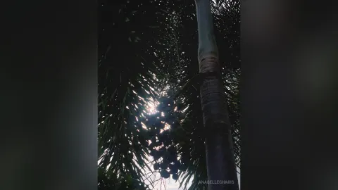 AnabelleCharis — Nature