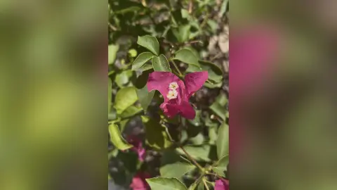 Vibrant pink bougainvillea flower blooming on a green leafy plant in bright natural sunlight.