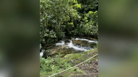 Serene tropical jungle landscape featuring a flowing river waterfall surrounded by lush green forest foliage.