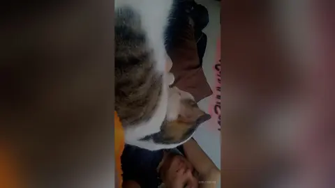 A fluffy tabby and white cat snuggling closely with a person in a cozy, warm indoor setting.