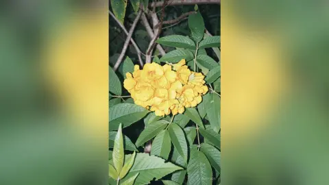 Vibrant yellow Ixora flowers blooming on lush green foliage in a sunny tropical garden setting.