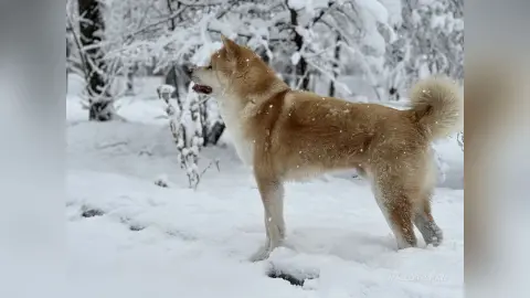 Fluffy tan Akita dog standing in a snowy winter forest landscape during a peaceful snowfall.