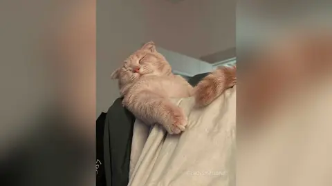 A cute ginger tabby cat sleeping peacefully on a person's shoulder in a cozy indoor setting.