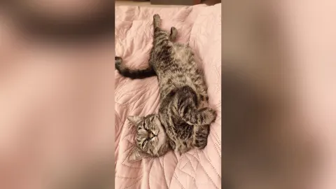 RadianceLana — My favorite Splyushka😸(My pussy)
