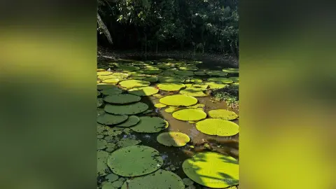 Lush green giant lily pads floating on a tranquil pond in a sunlit tropical forest setting.