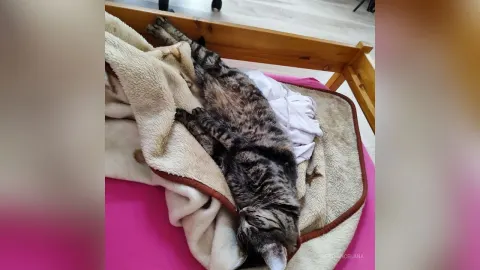 RadianceLana — My favorite Splyushka😸(My pussy)