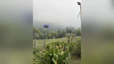 Purple agapanthus flowers blooming in a misty, moody garden landscape under a foggy sky.