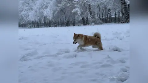 Fluffy Shiba Inu dog running through deep white snow in a serene winter forest landscape.