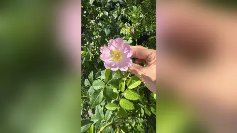 Hand gently holding a delicate pink wild rose blossom in a lush green garden setting.