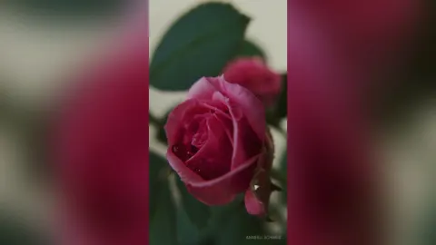 AnabelleCharis — Nature