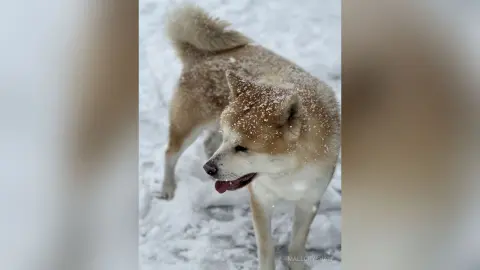 Fluffy tan Akita dog standing in a snowy winter landscape with snowflakes on its fur.