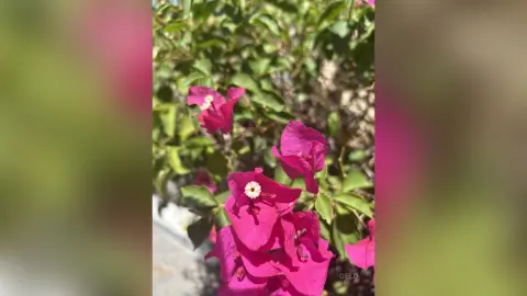 Vibrant pink bougainvillea flowers blooming on a lush green bush in bright natural sunlight.