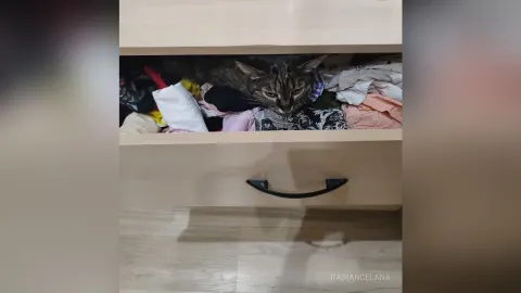 RadianceLana — My favorite Splyushka😸(My pussy)