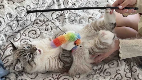 MariNa — My kitten 🐈‍⬛