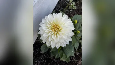 MonaLika — My garden