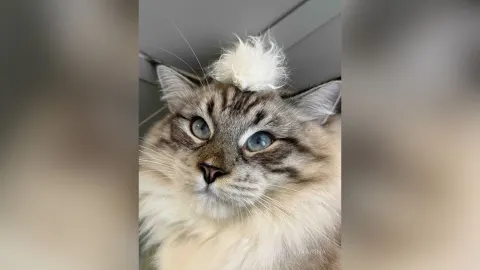 MariNa — My kitten 🐈‍⬛