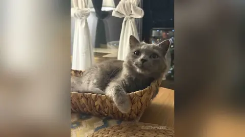 Cute grey tabby cat relaxing in a woven wicker basket by a bright window.
