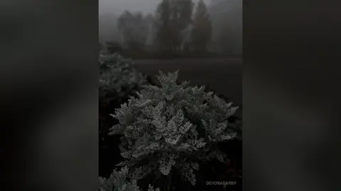 Frosty silver foliage covered in morning dew in a moody, misty foggy garden setting.