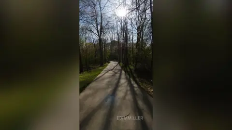 Sunlight filtering through tall trees onto a peaceful paved walking path in a lush green forest.