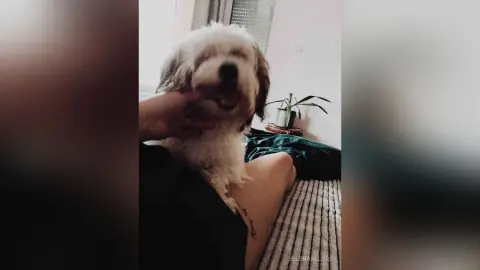 Happy small white fluffy dog being petted by owner in a cozy indoor setting.