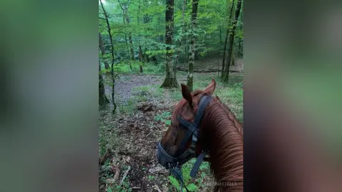 Close-up of a brown horse's head with a black bridle in a lush, green forest setting.