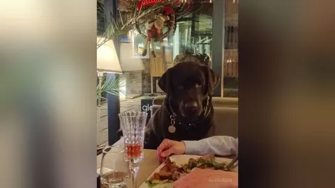 AliceReign — Dinner with my slave !