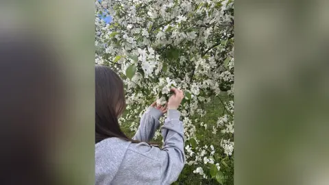 Young woman in a grey sweatshirt touching white blossoms on a blooming spring tree in a sunny garden.