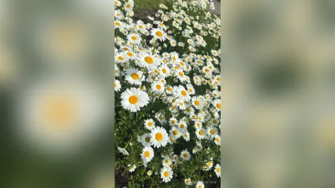 AngelinaKunis — 🌞