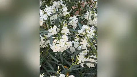 MarieLima — June