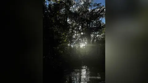 Sunlight filtering through dense forest trees creating a moody and serene woodland atmosphere.