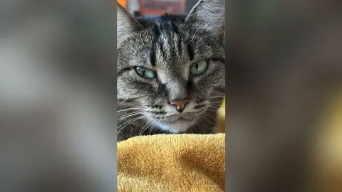 LanaBowie — Cat