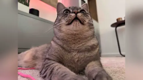 SinnaRay features a close-up shot of a grey tabby cat looking upward while lying on a pink rug.