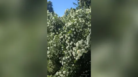 MarsyBliss poses outdoors against a large, thick bush of white flowers and green leaves under a clear blue sky.